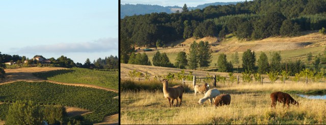 AbbyRoadVines_0299-2